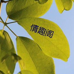 情趣阁 （蚕眠）