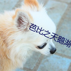芭比之天鹅(é)湖