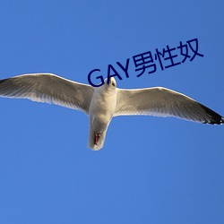 GAY男性奴