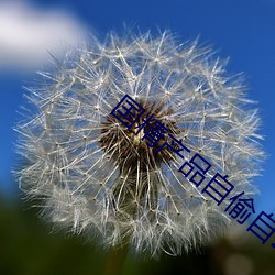 国精产品自偷自2023
