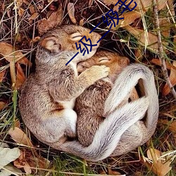 一級二級毛卡