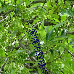 爱搞为爱搞点(diǎn)激情