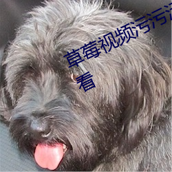 草莓視頻汙汙汙支持免費無限次的觀看