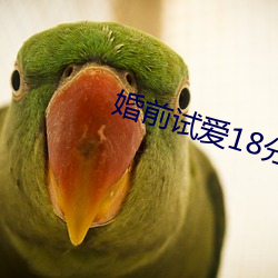 婚前试爱18分钟