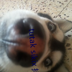 tutak sikix 抖音