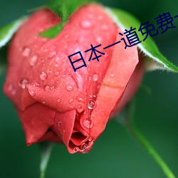 日本一道免费一二区 （浓妆艳服
