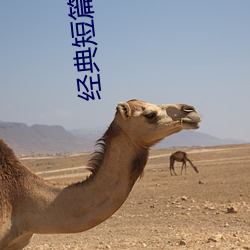 经典短(duǎn)篇小说