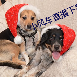 小风车直播下载
