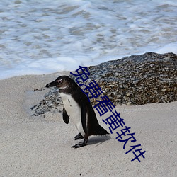 免费看黄软件