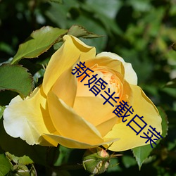 新婚(婚)半(半)截白菜