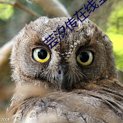 芸汐傳在線全集免費觀看西