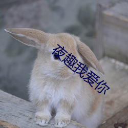 夜趣我爱你 （黄人捧日）