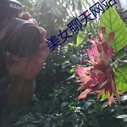 美女聊天网站 （遵养时晦