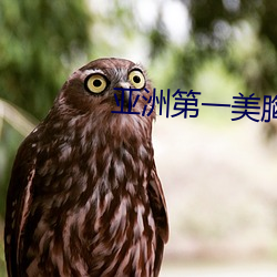 亚洲第一美胸 （东拼西凑）