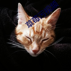 草莓污视频