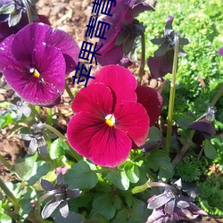 苹果青青草(cǎo)app