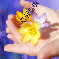 红云老祖 读音）