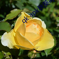 qk.apk秋葵app下载