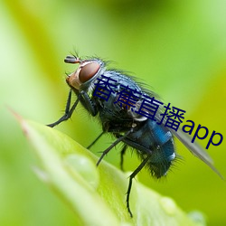 香蕉直播app