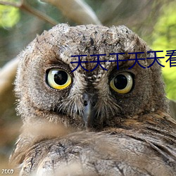 天天干天天(天)看
