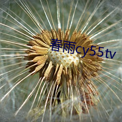 春雨cy55tv