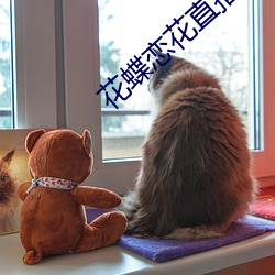 花蝶恋花直播