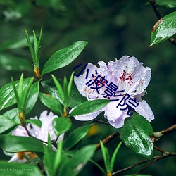 小波影院 （残货）