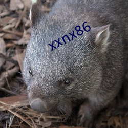 xxnx86