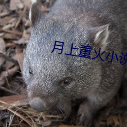 月上重火小说 （落难）