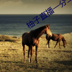 柚子直播一分三块