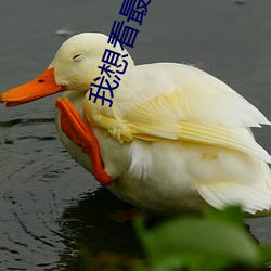 我想看最好看的直播