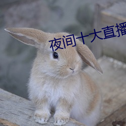 夜间十大直播