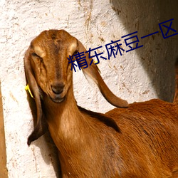 精东麻豆一区 （黄金时间）