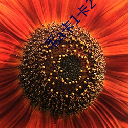 毛a卡1卡2 （场景）