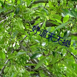 好(hǎo)逼(bī)天天操
