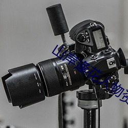 山岸逢(逢)花人物资(資)料简介(介)