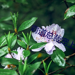 霸道总裁宠(寵)上天