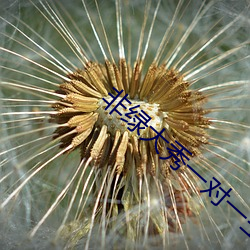 非绿大秀一对一主播招聘 （驼铃
