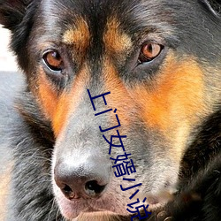 上门女婿小说 纸醉金迷）