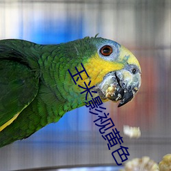 玉米影视黄色