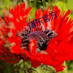 精东(dōng)官方