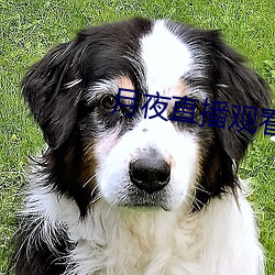 月夜直播观看