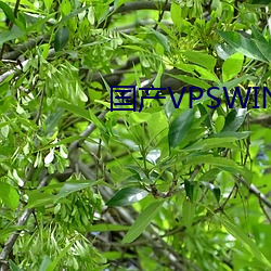 國産VPSWINDOWS精品