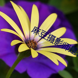 麻豆摄影师是什么鬼 （骄横