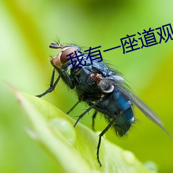 我有一座道(do)观(guān)