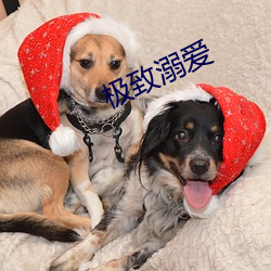 极致溺爱