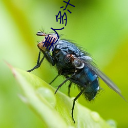美人多汁(zhī)宁(nng)澜双xing