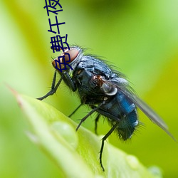 免费午夜剧场