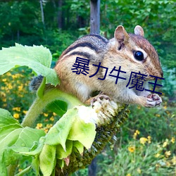 暴力牛魔王