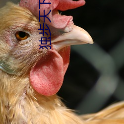 独步天下李歆(歆)